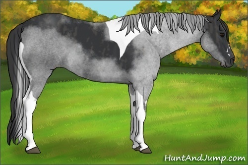 Horse Color:Black Tobiano  Brindle