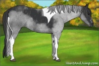 Horse Color:Black Tobiano Brindle