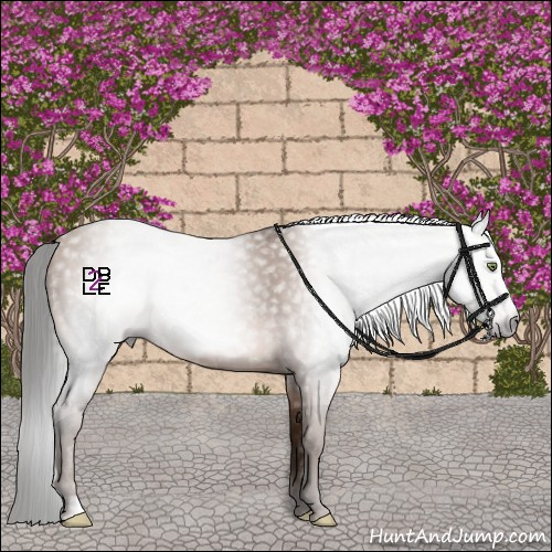 Horse Color:Gray Amber Champagne Frame 