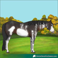 Horse Color:White Spotted Brown Frame 