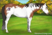 Horse Color:Bay Splash Frame 