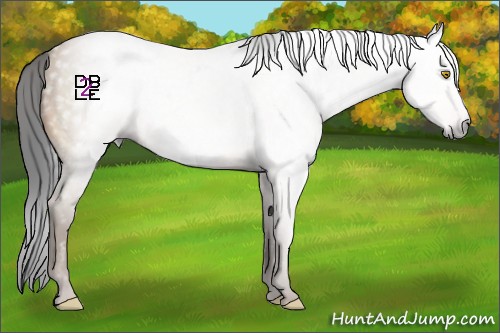 Horse Color:Gray Amber Champagne 