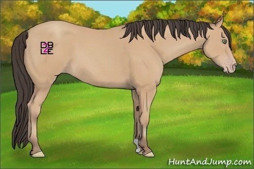 Horse Color:Amber Champagne 