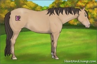 Horse Color:Amber Champagne 