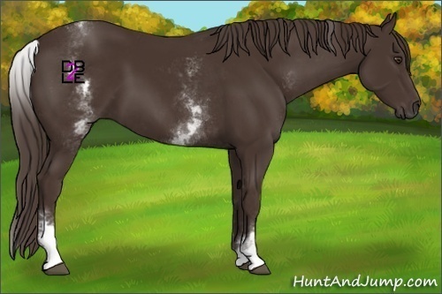 Horse Color:White Spotted Liver Chestnut 