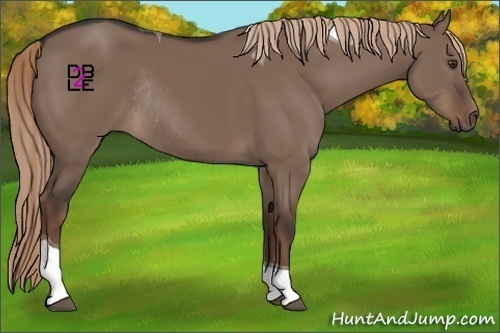 Horse Color:Liver Red Dun Tobiano Rabicano