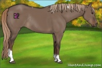 Horse Color:Liver Red Dun Tobiano Rabicano 
