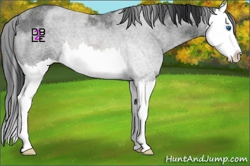Horse Color:Brown Roan Splash 