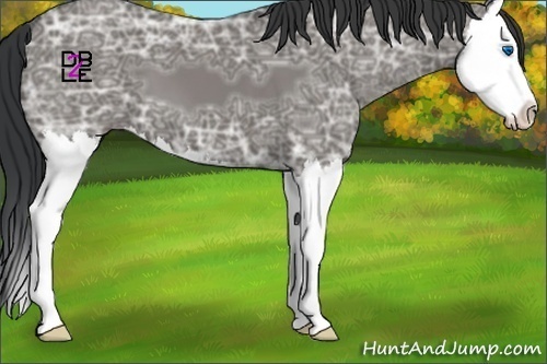 Horse Color:Grullo Ice Splash