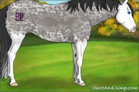 Horse Color:Grullo Ice Splash 