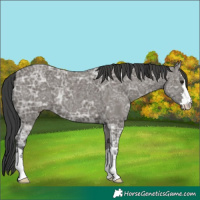 Horse Color:Grullo Ice 