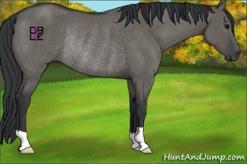 Horse Color:Grullo Rabicano 