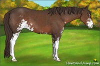 Horse Color:Liver Chestnut Sabino 