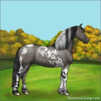 Horse Color:Grullo Tobiano Rabicano