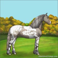 Horse Color:Silver Grullo Tobiano Appaloosa 
