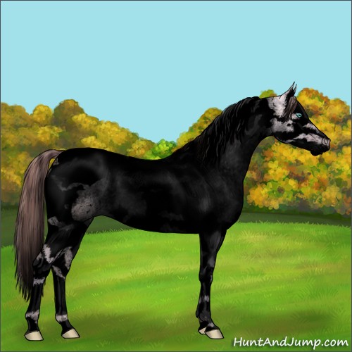 Horse Color:Void Watercolor Smoky Grullo Pearl Sabino Splash Tobiano Appaloosa 