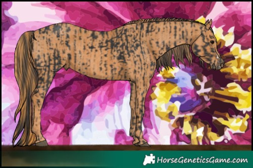 Horse Color:Black  Brindle