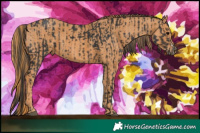 Horse Color:Black  Brindle