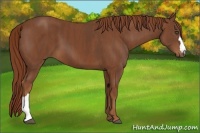 Horse Color:Chestnut Brindle