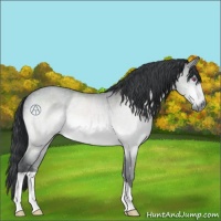 Horse Color:Brown Chinchilla Roan 