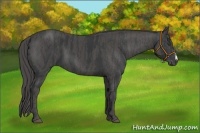 Horse Color:Black  Brindle