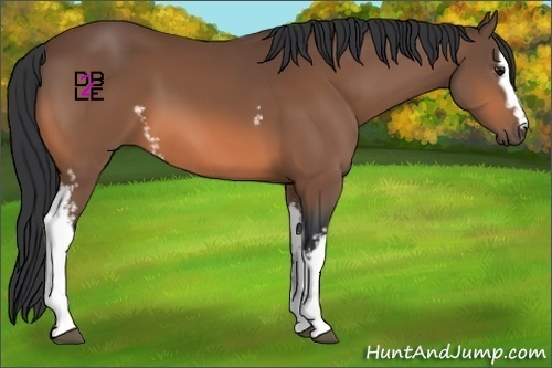 Horse Color:White Spotted Bay Sabino