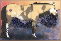 Horse Color:Smoky Grullo Sabino  and Buckskin Sabino Splash Rabicano 