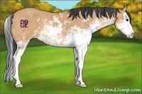 Horse Color:Bay Dun Sabino Splash 