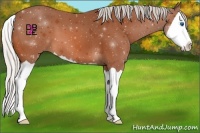 Horse Color:Silver Bay Splash 