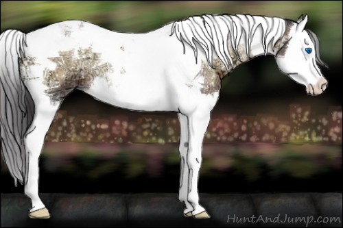 Horse Color:Buckskin Ice Onyx Splash Tobiano 