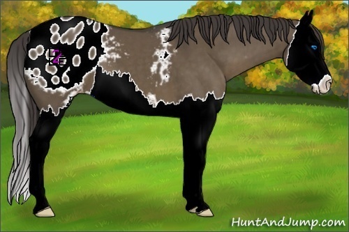 Horse Color:Smoky Grullo Sabino Splash Appaloosa