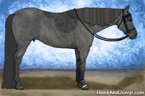Horse Color:Black  Brindle