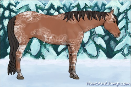 Horse Color:Bay Ice 
