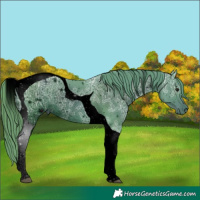 Horse Color:ERROR: UNKNOWN ANOMALY