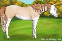 Horse Color:Buckskin Pearl Splash 