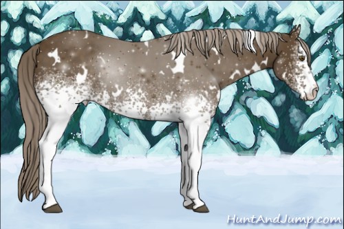 Horse Color:White Spotted Chocolate Palomino Rabicano 