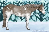 Horse Color:White Spotted Chocolate Palomino Rabicano 