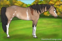Horse Color:White Spotted Brown Dun