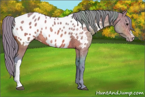 Horse Color:Watercolor Buckskin Blanket Rabicano