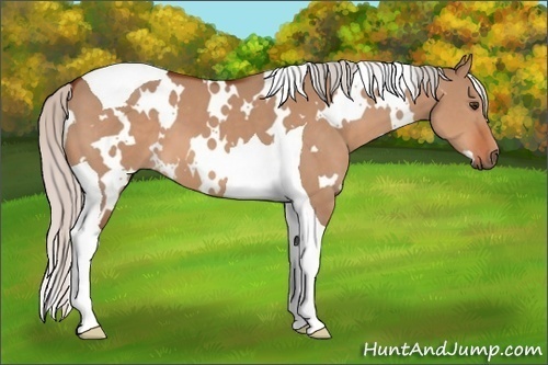 Horse Color:White Spotted Silver Brown Dun Tobiano 