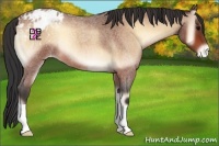 Horse Color:Bay Roan Onyx Appaloosa 