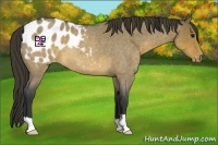 Horse Color:Platinum Brown Roan Dun Appaloosa