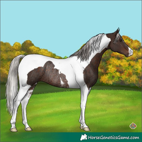 Horse Color:Silver Brown Tobiano Rabicano 