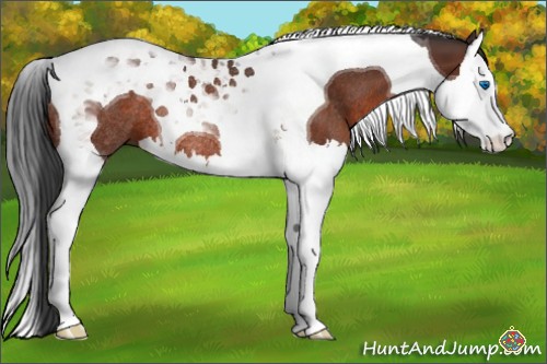 Horse Color:Brown Splash Tobiano Rabicano