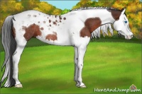 Horse Color:Brown Splash Tobiano Rabicano