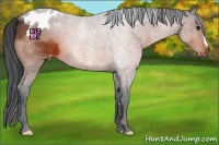 Horse Color:Bay Appaloosa