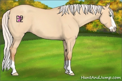 Horse Color:Silver Amber Champagne Dun Splash