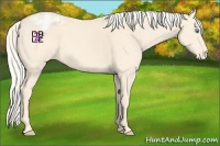 Horse Color:Cremello Appaloosa 