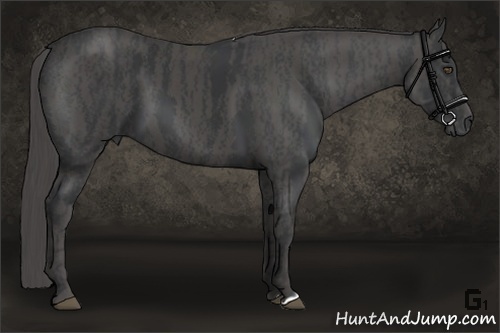 Horse Color:Black  Brindle
