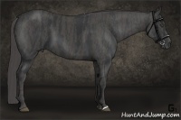 Horse Color:Black  Brindle